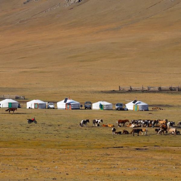 Abenteuer, Freiheit, Erlebnis – Reitreise in der Zentralmongolei