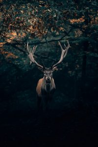 Jungjäger beim Jagdkurs in Rheinland-Pfalz